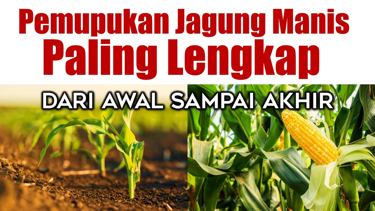 PEMUPUKAN JAGUNG MANIS PALING LENGKAP DARI AWAL SAMPAI AKHIR