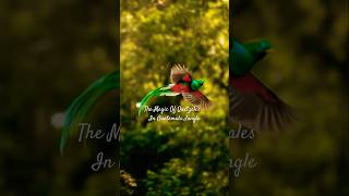 The Magic Of Quetzales In Guatemala Jungle