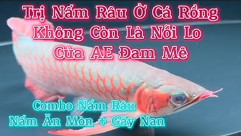 Nấm Râu Ở Cá Rồng | Combo Trị Nấm Râu + Nấm Ăn Mòn + Gãy Nan #arowana #carong