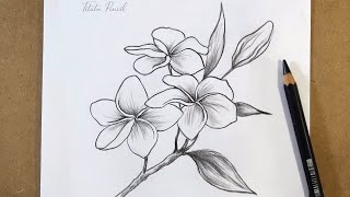 How to draw Plumeria Flower Step by Step | Pencil Drawing