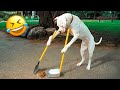 😺 Funny Animal Videos Compilaton Of The 2024 🤣