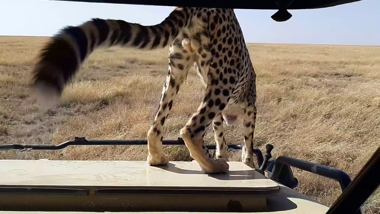 Serengeti shall not die - YouTube