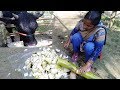 Cow Food | Banana Tree Preparing For Cow Food By Beautiful Girl