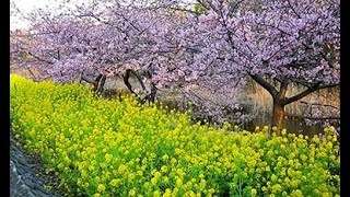 河津桜と菜の花の共演
