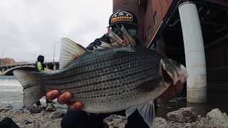 Chasing Giant Hybrid Striped Bass & Whitebass in Downtown Iowa City