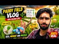 Paddy Planting in Kashmir 🌾 | Fun moments + Cultural Values 