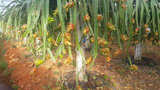 Ejder Meyvesi Seramız 3. Yılı Veriminde