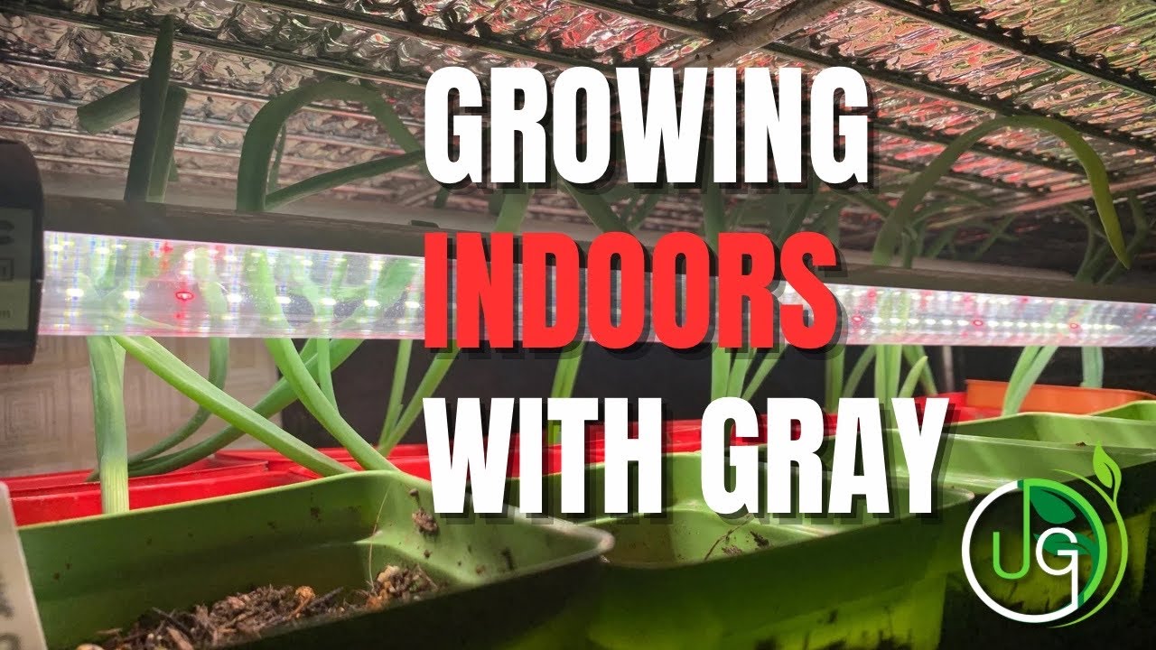 The Secret To Achieve An Urban Food Garden Planting Indoors YouTube the-secret-to-achieve-an-urban-food-garden-planting-indoors-youtube
