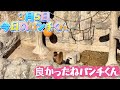 【最新】今日のパンチくんをお届けします🐒💕2026.3.5