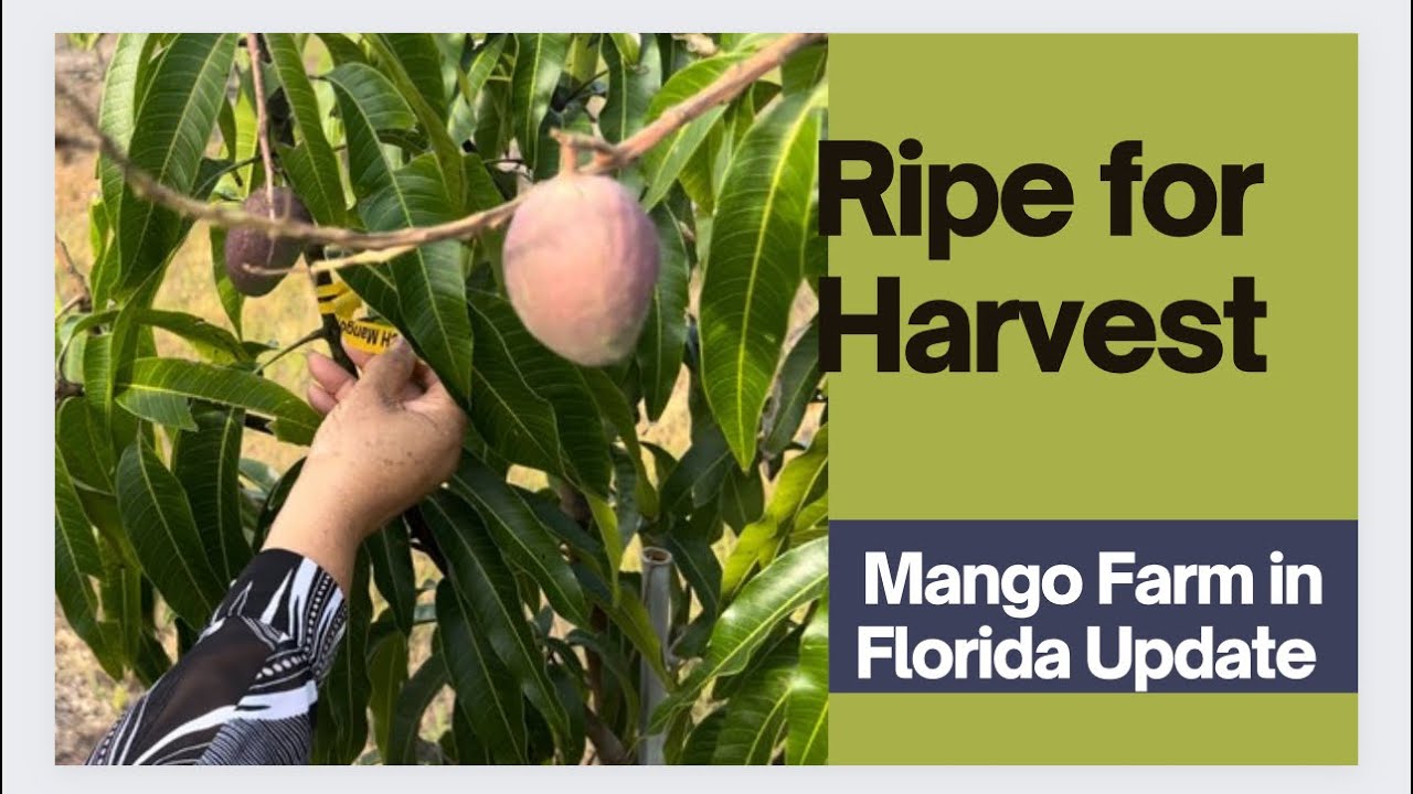 Ripe for Harvest Florida Mango Farm Update YouTube