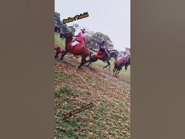 Cavalo pulador Pantanal 