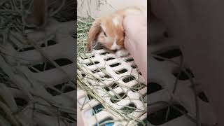 Thumbnail for A bunny can be litter trained? #shorts #freeroamrabbit #petrabbit #hollandlop #sonnybun