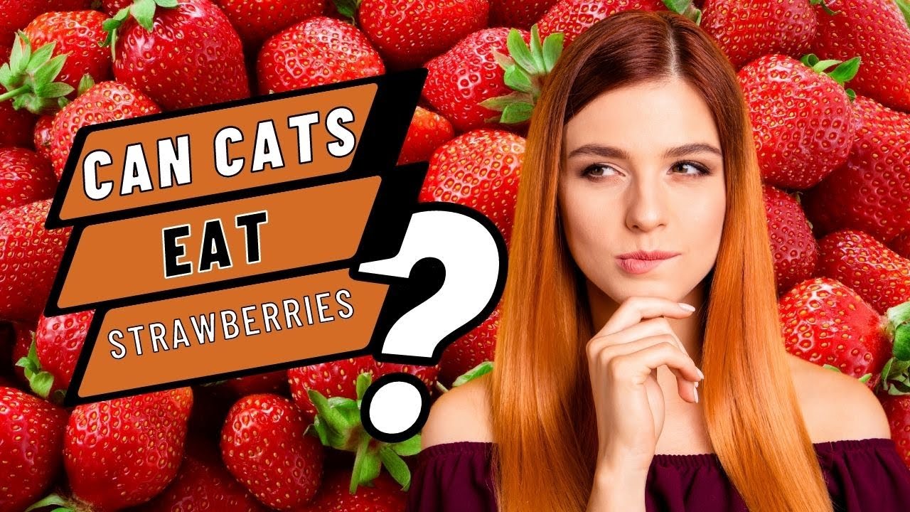 Berry Exciting Can Cats Eat Strawberries? YouTube