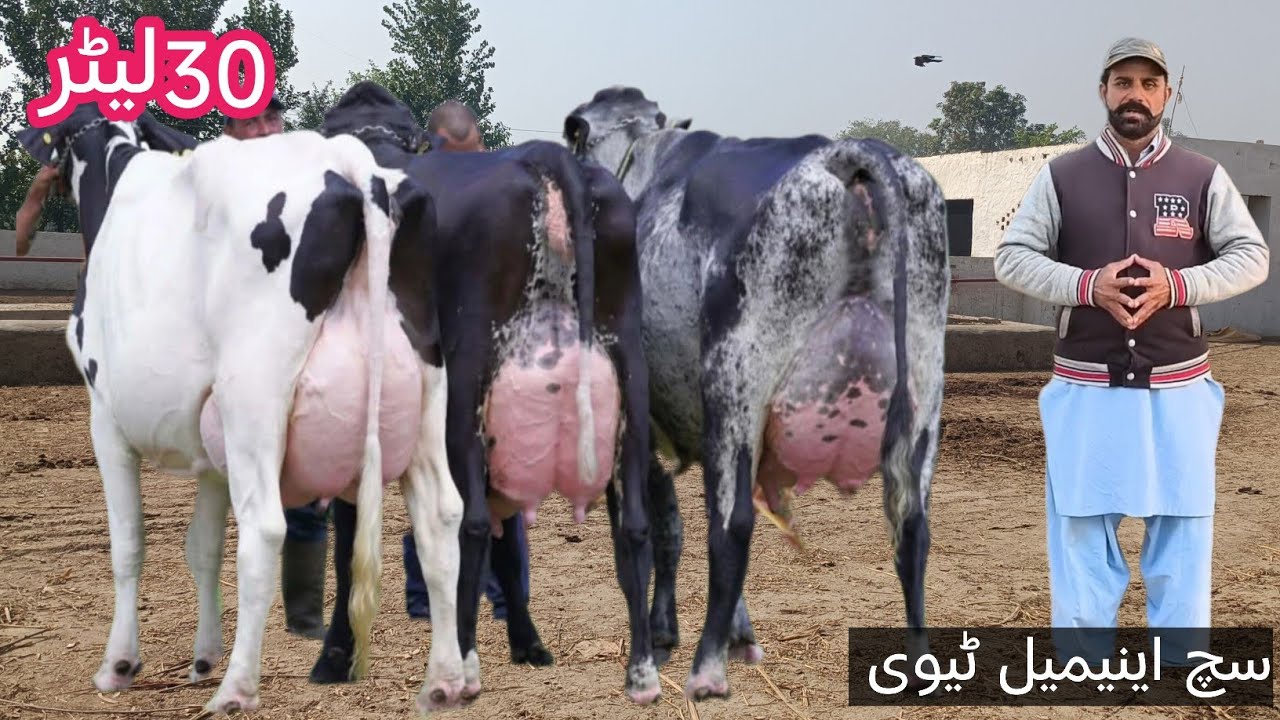 03466152628 |Australia cow | Girlando cow | cholistani cow | sahiwal jersey crossbreed 