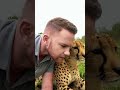 Самый несчастный хищник в мире 😨🐆