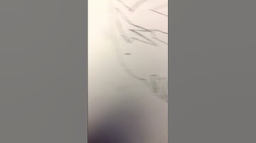 Maximals#drawing #transformers #maximals