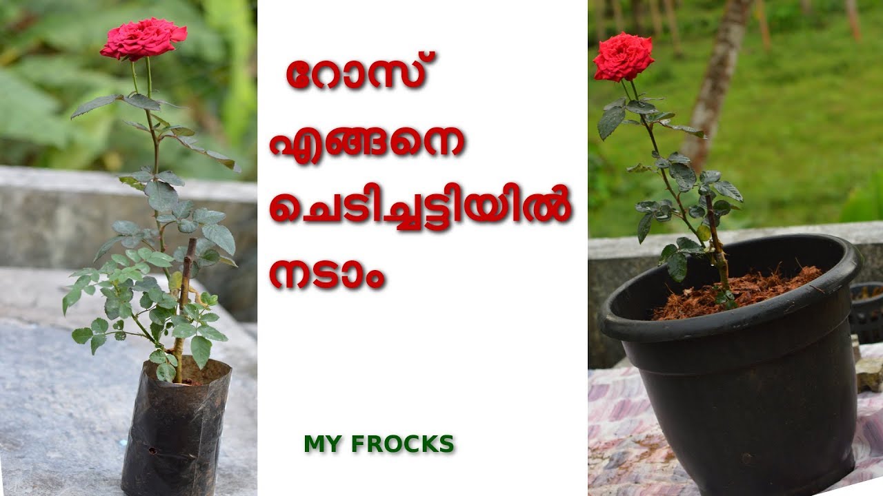 Rose plant care in malayalam