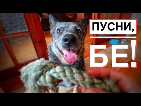 Видео: Наранява ли гайдата ушите на кучетата?