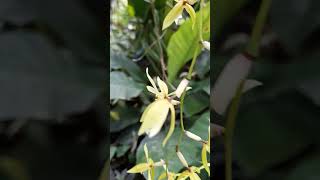 coelogyne rochussenii #coelogyne #indonesianorchids