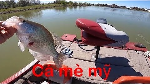 Câu cá mè |@ThuVuiCuoiTuanUSA