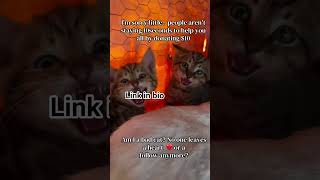 Every donation counts and every follow matters #cat #DonateNow #helpneeded #PayPal