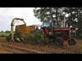 Massey Ferguson 2775 | Claas Jaguar 75 & Jaguar 80 SF | Hakselteam De Tukkers