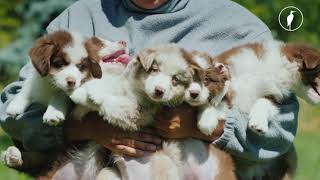 Learn more about BBVSH's veterinary cardiology service