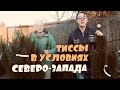 Тисс средний, остроконечный, ягодный. Сорта, уход, стрижка