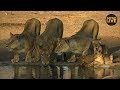 safariLIVE Sunrise Safari 6, November 2019