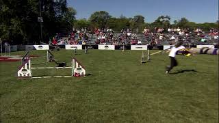 Dog Sports: Medium Dog Agility Obstacle Course by Purina Pro Plan 1,890 views 1 year ago 1 minute, 16 seconds