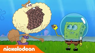 Bob Esponja | ¡Arenita rompe récords mundiales! | Nickelodeon en Español