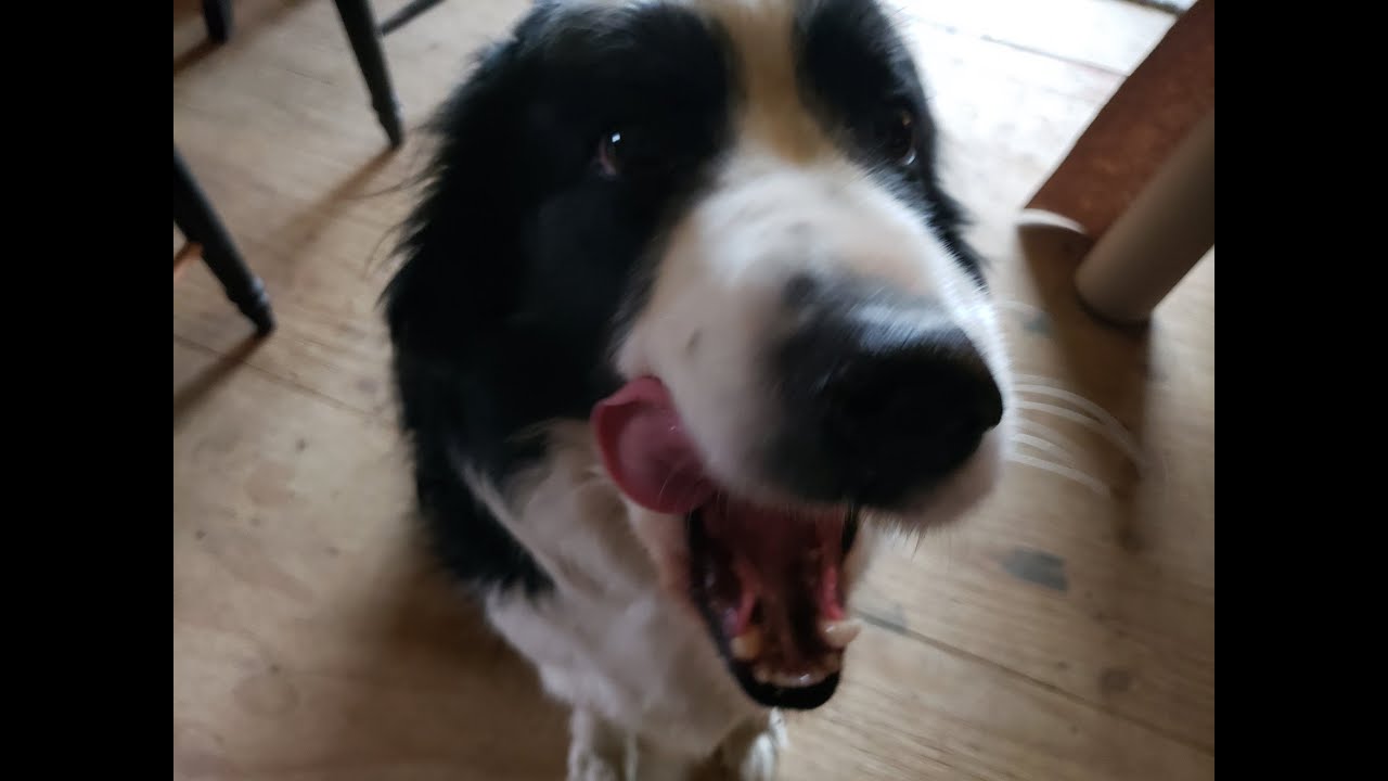 Operation Golden Goose Sit Rep Update with Fergus - YouTube
