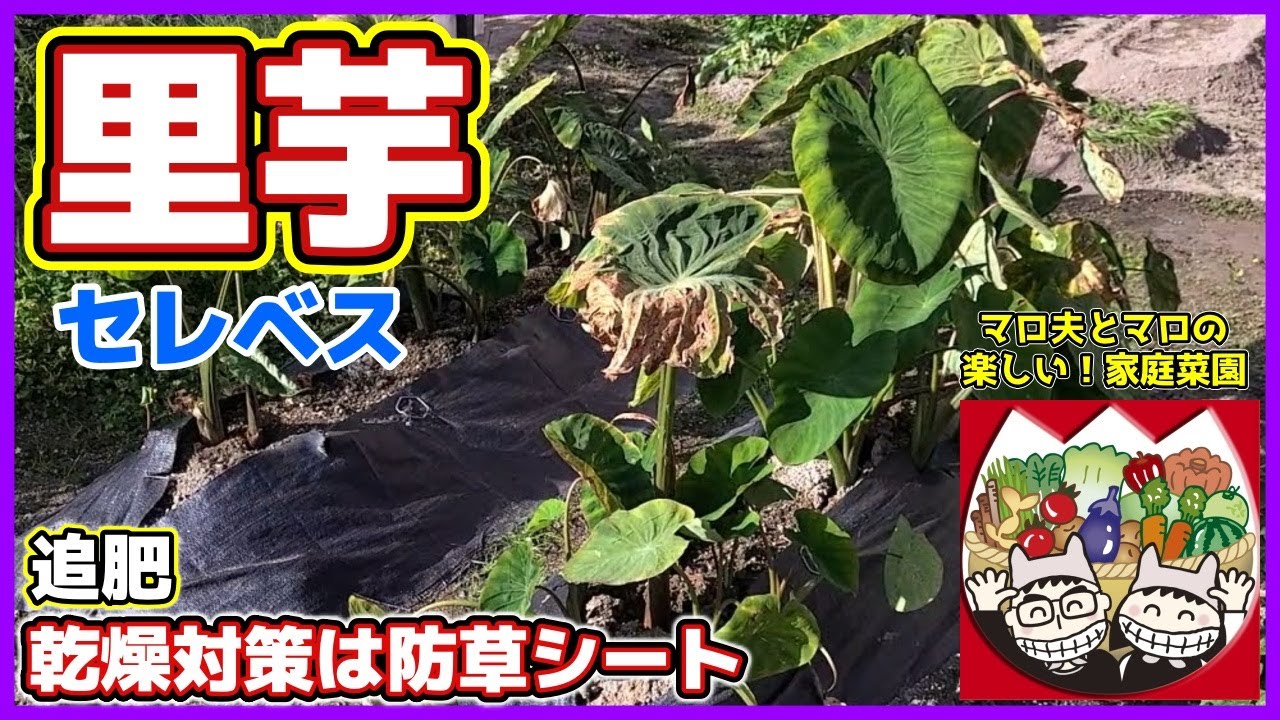 里芋セレベス 11月収穫前最後の手入れ編 植え付けからの成長変化 夏の乾燥対策には防草シートを使ってみた マロ夫とマロの楽しい家庭菜園 貸し農園 Youtube 里芋セレベス 11月収穫前最後の手入れ編 植え付けからの成長変化 夏の乾燥対策には防草シートを使ってみた マロ夫とマロの楽しい家庭菜園 貸し農園 Youtube