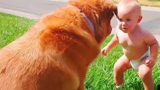 Baby And Dogs Fun And Cute - Funny Baby Videos