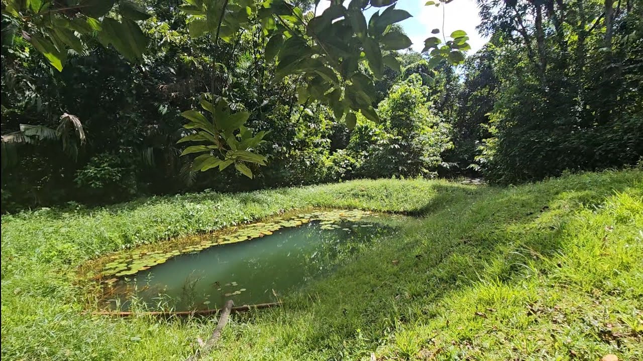 The climb up Drumhill ,fresh water well n daily clips on the factory, Guyana life in the interiors 😊