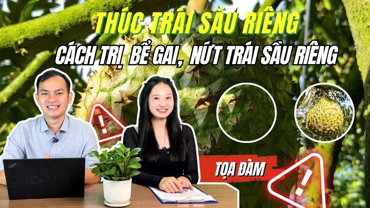 Agrino | THÚC TRÁI SẦU RIÊNG ĐÚNG CÁCH - GIẢI MÃ HIỆN TƯỢNG BỂ GAI, NỨT TRÁI SẦU RIÊNG
