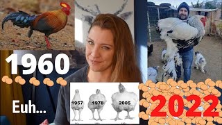 Voici Pourquoi Vous Ne Devriez Pas Manger De Poulet. Lévolution Des Poules En Seulement 60 Ans