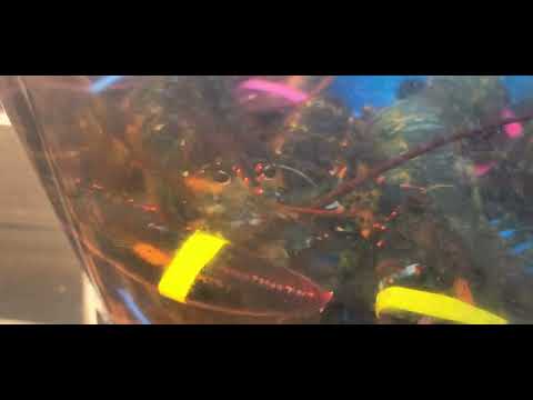 2 store lobsters fighting to pass the time #fish #fishing #lobster #water #dance #white#short