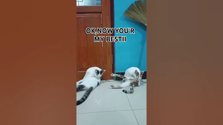 Bestiii #subscribe #cat #shorts #shortvideo #cat #kucingbelangtiga