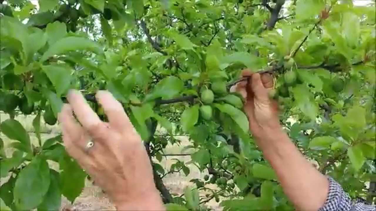 Fruit thinning - The secret to stopping fruit tree branches breaking