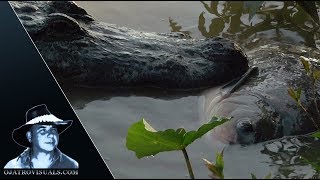 Alligator Eats Fish 02 Footage