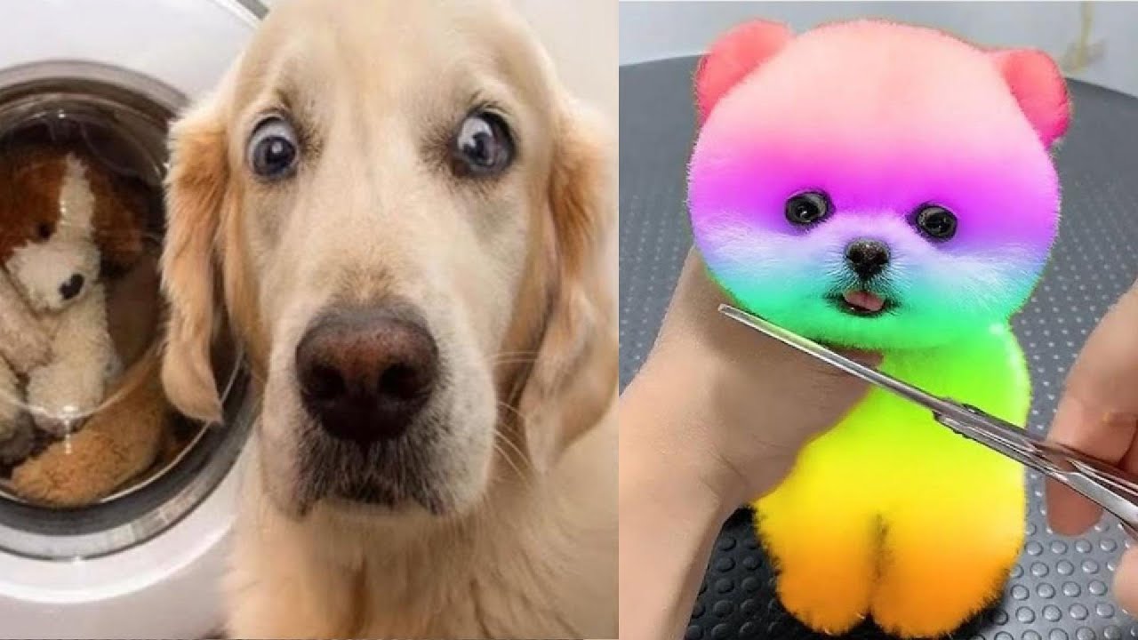 ⚠️Top Funniest Furry Friend Moments #3🐶😺2024's Hilarious Dog & Cat Video