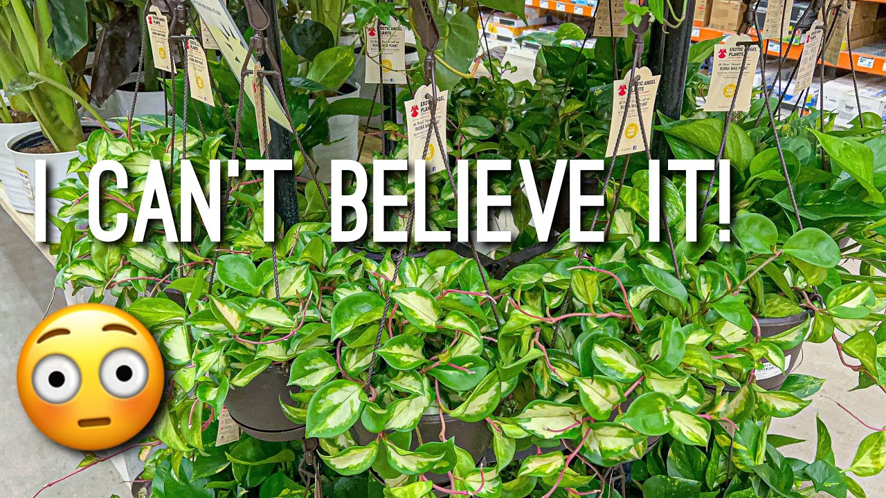 Lowes, Home Depot, & Walmart Plant Shopping! Insane Plant Finds! Big Box Store Plant Tour 2022