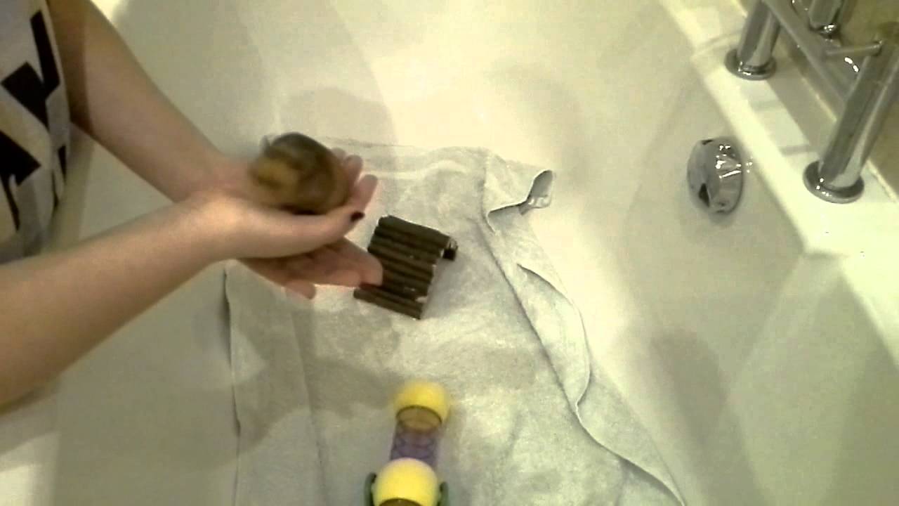 How To Tame Your Hamster - YouTube
