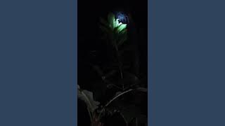 Suara kuntilanak asli