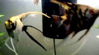 UNBOXING [tiger lotus bulbs and frogbit]