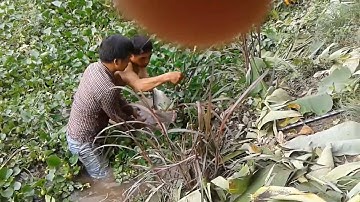 CÂU CÁ THIÊN NHIÊN||TỔNG HỢP NHỮNG PHA LÊN CÁ XEM THẬT HẤP DẪN||FISHING