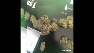Mo3- hardaway(unreleased)
