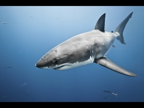 The Math of Shark Skin