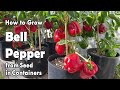 How to grow bell peppers from seed in containers  easy planting guide